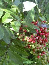 Image result for Triraphis schinzii