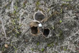 Image result for Gymnosporia arenicola