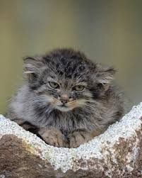 Сегодня все больше людей решаются завести у себя дома разных экзотических животных. Manul V Krasnoj Knige Gde Zhivet Chem Pitaetsya Mozhno Li Priruchit