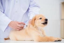 May 21, 2021 · and pfizer saying boosters for their shots might be needed 8 to 12 months after being fully vaccinated. Bordetella Vaccine For Dogs Great Pet Care