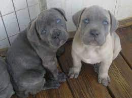Free Classifieds Hoobly Classifieds Cane Corso Cane Corso Dog Cane Corso Puppies