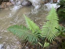 Image result for Christella chaseana