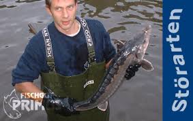 <br> <br> waiting for love s.o.s. Fischgut Primus Store Kaufen Koi Und Storfarm