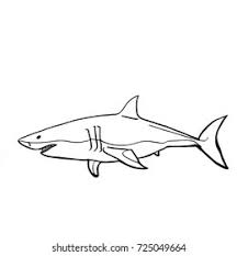 Maybe you would like to learn more about one of these? Realistic Shark Drawing Stock Illustration 725049664