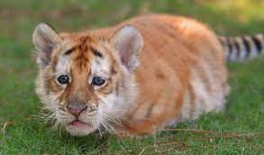 Goldentiger Animals Cute Baby Animals Golden Tabby Tiger