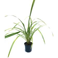 Image result for Cyperus tenax