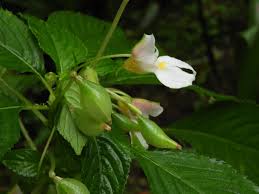 Image result for Impatiens burtonii