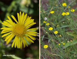 Image result for Felicia mossamedensis