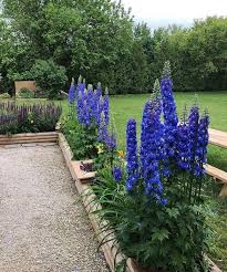 No need to buy seed packs or plants when your own garden provides these for free. Instagram Post By Rose Feb 2 2019 At 3 28am Utc Landscape Design Front Yard Plants Shade Landscaping