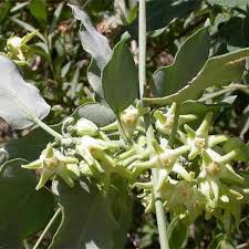 Image result for Anisosepalum alboviolaceum