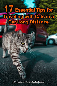 2020 pet travel checklist before you book air travel with pets. Traveling With Cats In A Car Long Distance 17 Essential Tips