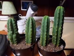 San pedro wants to grow to tree size unless you restrict the roots in a pot. Home Depot Score The Ethnobotanical Garden Shroomery Message Board