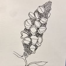 Banksia Pod Drawing By Trudy Rice C Pen On Paper Watercolor Painting Techniques Drawings Botanical Art