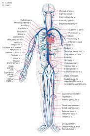 Arteries that carry blood pumped from the heart — these are the largest and strongest veins that return blood to the heart capillaries, which are tiny vessels that connect arteries and veins, and allow blood to come into close contact with tissues for the oxygen, carbon dioxide, food and waste Vein Wikipedia