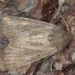 Image result for Photedes fluxa