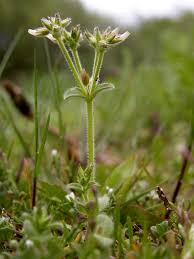 Image result for Cerastium glomeratum