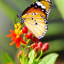 Check spelling or type a new query. Milkweed Monarch Butterfly Seedsnow Com