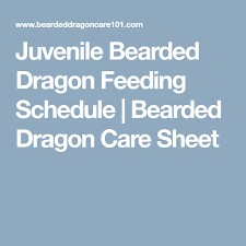 juvenile bearded dragon feeding schedule bearded dragon