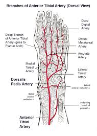 Blood vessels flow blood throughout the body. Blood Supply To The Foot Foot Ankle Orthobullets