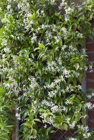 Flowering vines and other vining plants to grow in your garden. Add These Gorgeous Flowering Vines To Your Yard Climbing Flowering Vines Growing Vines Climbing Plants Fast Growing