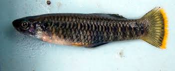 Image result for Brachychloa