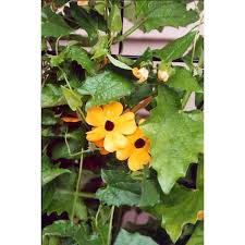 Image result for Thunbergia stelligera