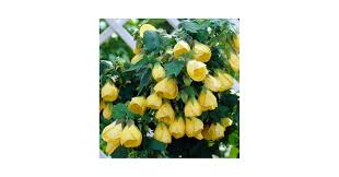 Image result for Abutilon sp.no.2
