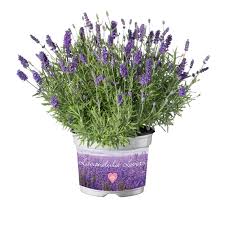 Image result for Lavandula