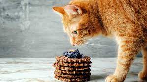 Can Cats Taste Sweet Food Homemade Cat Food Cat Food Homemade Cat