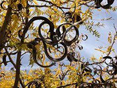 Agave seed pods shoot high above the plant. Honey Locust Tree With Seed Pods Botanicals