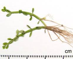 Image result for Elatine