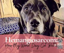 Hemangiosarcoma Spleen Cancer In Dogs How My Worst Day Got Better Keep The Tail Wagging