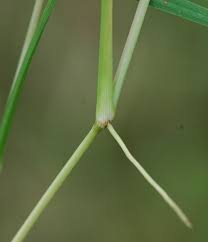 Image result for Sacciolepis indica