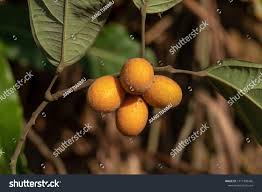 Image result for Albertisia