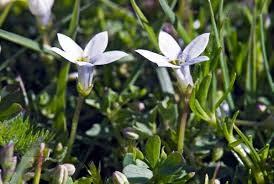 Image result for Lobelia petiolata