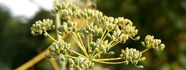 Check spelling or type a new query. How To Dry Fennel Seeds Two Thirsty Gardeners
