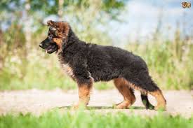 I have beautiful litter of isabella and liver/sable long hair big bone chunky puppies. German Shepherd Dog Breed Facts Highlights Buying Advice Pets4homes