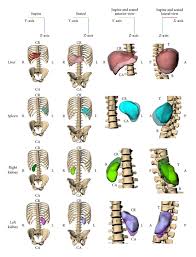 The heart sits in an impression called the cardiac impression. Comparison Of Organ Location Morphology And Rib Coverage Of A Midsized Male In The Supine And Seated Positions