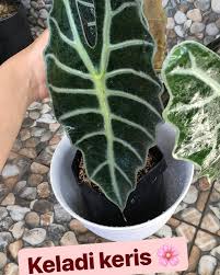 Keladi Keris Untuk Tanya Harga Jual Tanaman Hias Keperluan Kebun فيسبوك