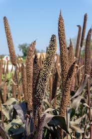 Image result for Cenchrus americanus