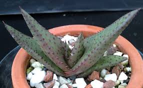 Image result for Aloe cryptopoda