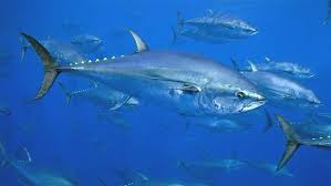 The Story Of Atlantic Bluefin The Pew Charitable Trusts