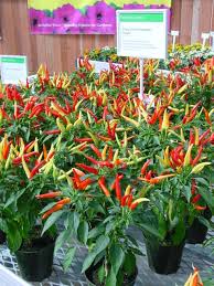 Image result for Capsicum annuum