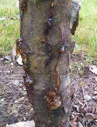 The krauter vesuvius purple leaf plum wants regular watering to enhance fruit production but as a landscape plant, too much water will be a. Is Bacterial Canker Damaging This Plum Tree Ask An Expert Oregonlive Com