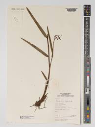 Image result for Polystachya bifida