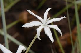 Image result for Afrosolen schimperi