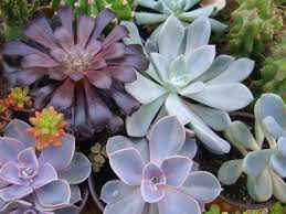 >> click to read more << Introduction To Succulent Plants World Of Succulents