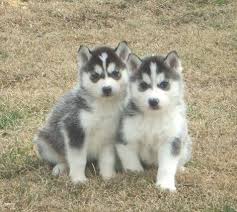 Stunning Siberian Husky Puppies For Sale In London Thames Valley Dogs And Puppies Husky Puppy Cute Husky Puppies Siberian Husky Puppies
