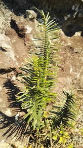 Image result for Pellaea pectiniformis