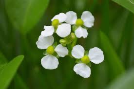 Image result for Alismataceae